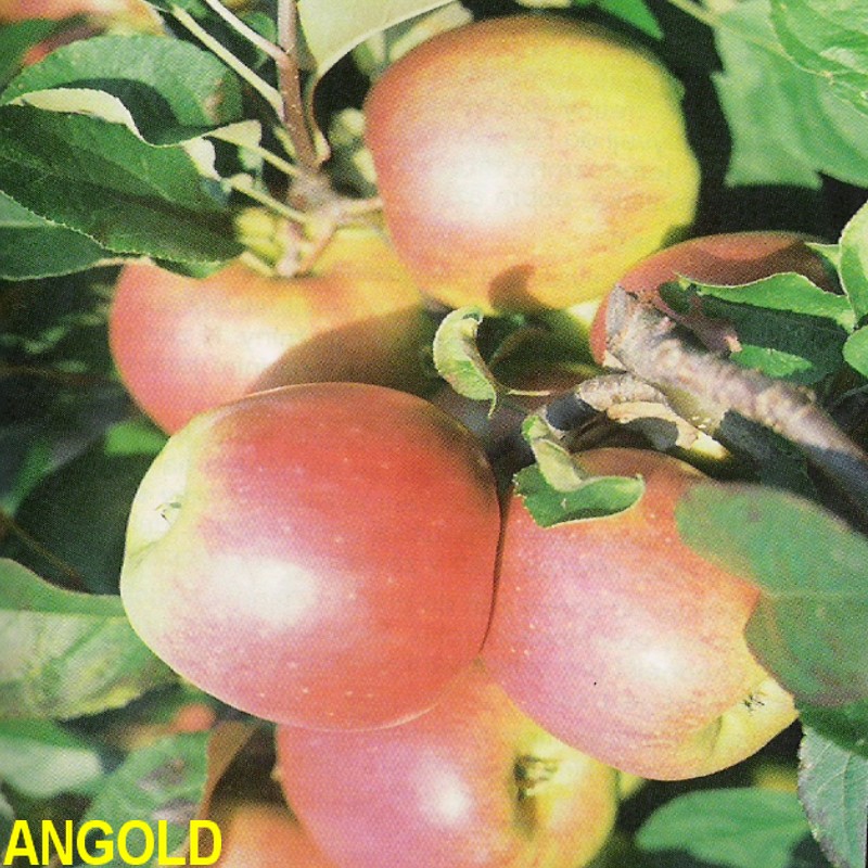 Angold.jpg