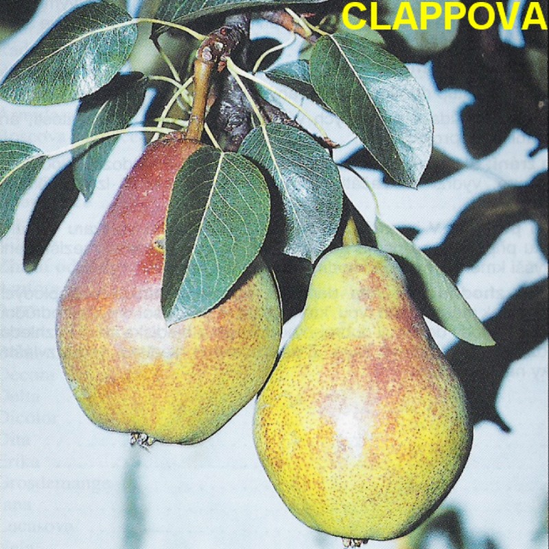 Clappova.jpg