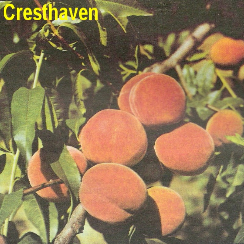 Cresthaven.jpg