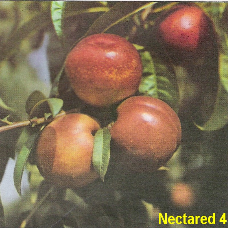 Nectared 4.jpg
