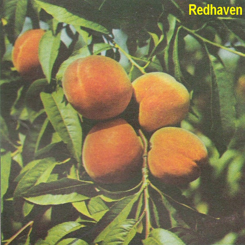 Redhaven.jpg