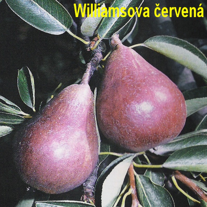 Williamsova č.jpg