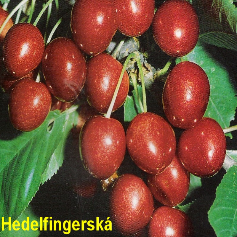 Hedelfingerská.jpg