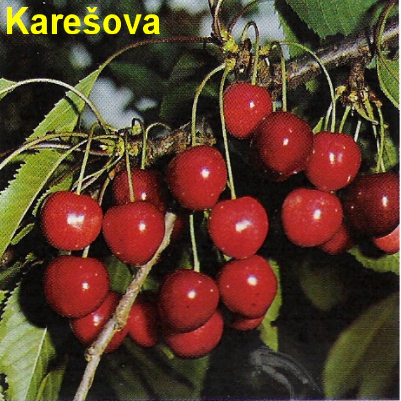 Karešova.jpg