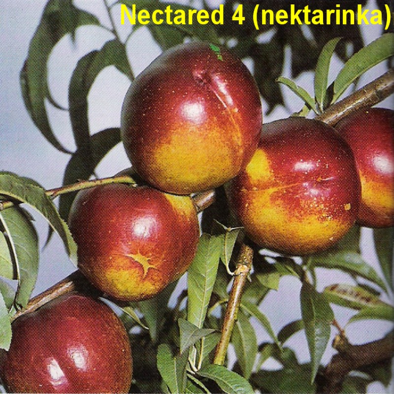 Nectared.jpg