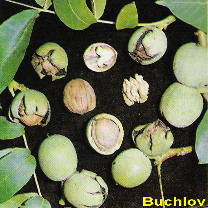 Buchlov.jpg