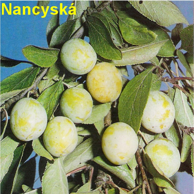 Nancyská.jpg