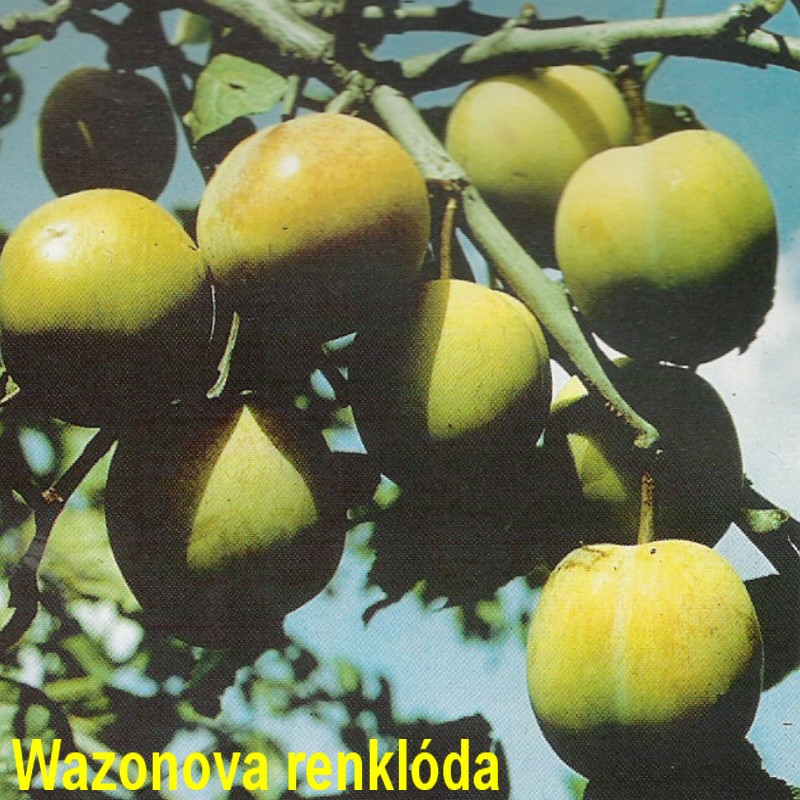 W.jpg