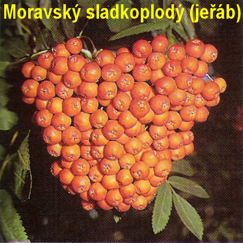 Jeřáb.jpg