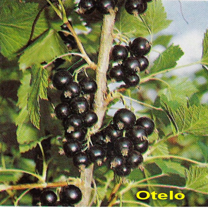 Otelo.jpg