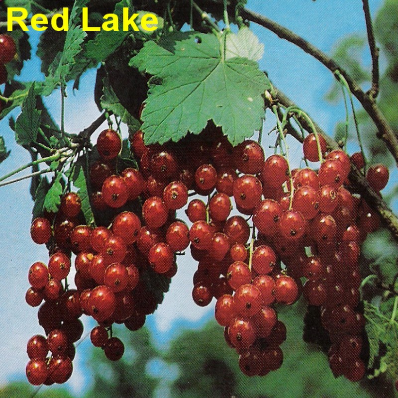 Red Lake.jpg