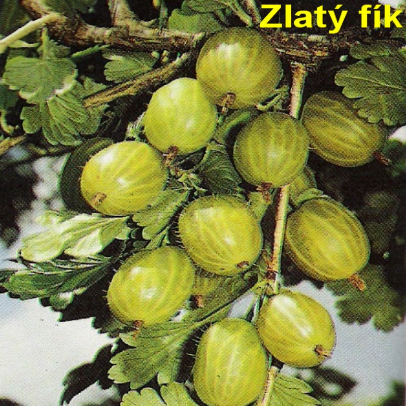 Zlatý fík.jpg