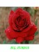 růže - BIG PURPLE.jpg