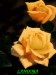 růže - LANDORA.jpg